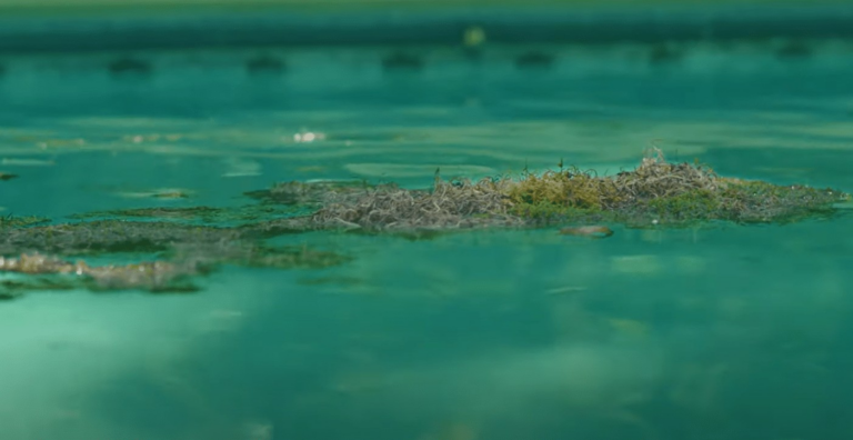 Green algae sits on top of murky pool water, signifying the dirty pool issue in this home.