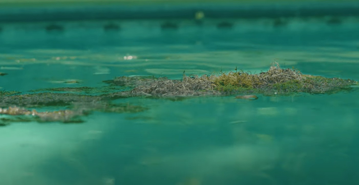 Green algae sits on top of murky pool water, signifying the dirty pool issue in this home.